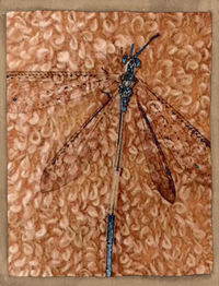 insect