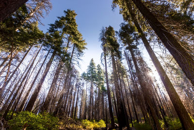 Low angle view of pine trees in forest against sky