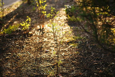 Close-up of dry plants on field