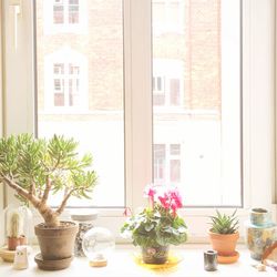 Potted plant on window sill