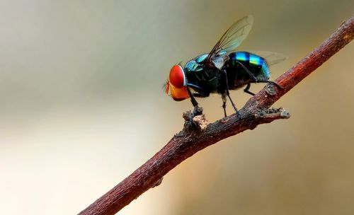 Close-up of insect perching on stem