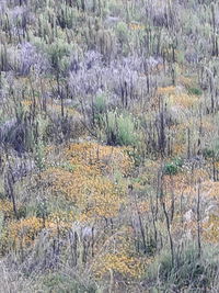 Plants growing on land