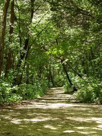 Footpath amidst trees in forest