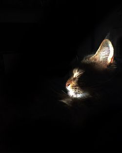 Close-up of cat sleeping on bed