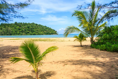 Palm trees on beach against sky