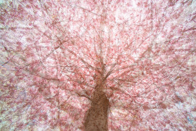Close-up of pink flower tree