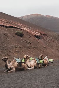 Messy lying down on desert against mountain