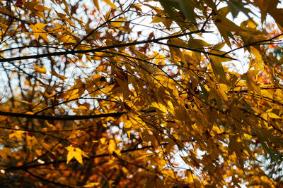 Low angle view of maple tree