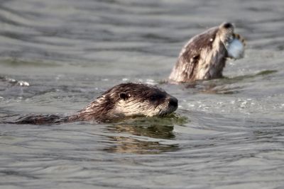Otters swimming in sea