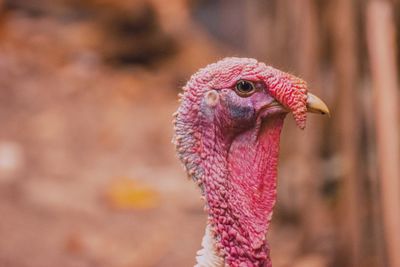 Close-up of rooster