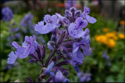 Close-up of purple flowers blooming outdoors