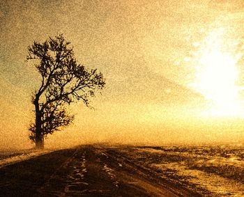 Road passing through forest