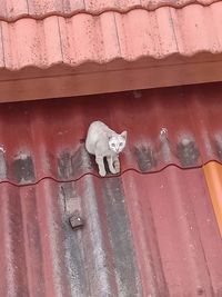 View of a cat on the wall