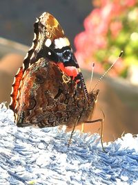 Close-up of butterfly perching on leaf