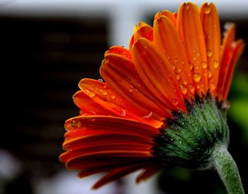 Close-up of red flower