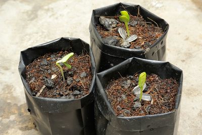 Close-up of chili potted plants