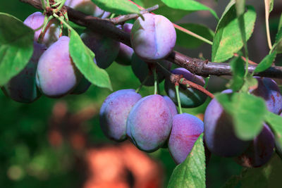 Close-up of fruit growing on tree