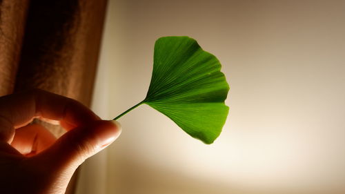 Close-up of hand holding plant