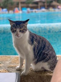 Portrait of cat sitting by swimming pool