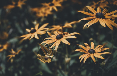 Close-up of black-eyed plant