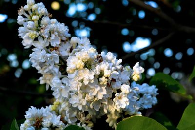 Close-up of white flowers