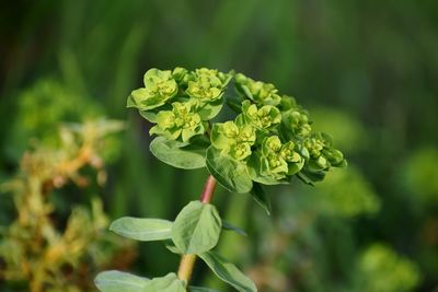 Close-up of flowering plant