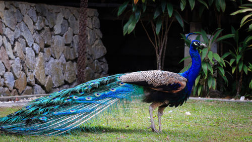 Peacock on grass at zoo