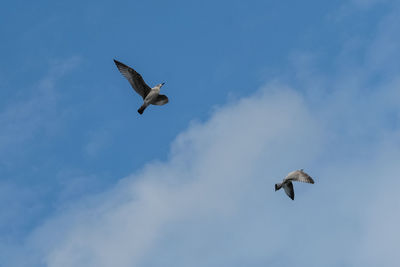 Low angle view of seagull flying against sky