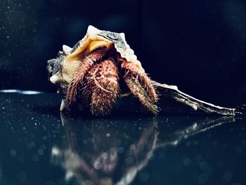 Close-up of dead red seashell crab