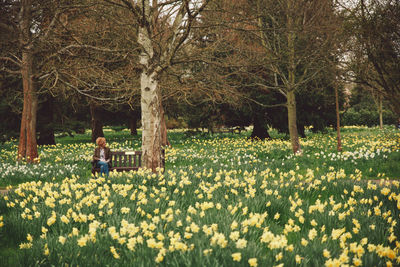 Woman sitting on bench amidst daffodils blooming at park