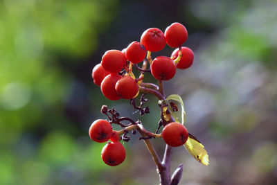 Close-up of red berries growing on tree