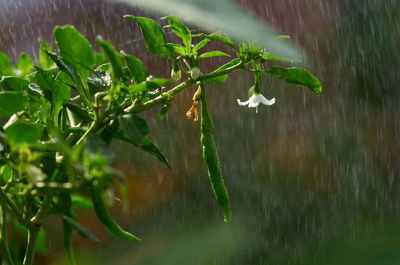 Close-up of wet plant during rainy season