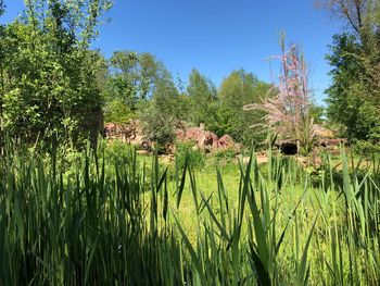 Plants growing on field against sky