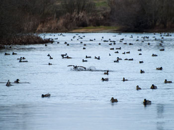 Ducks swimming in lake during winter