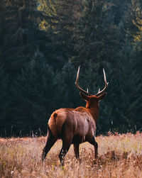 Horse on field