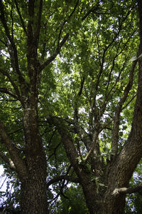 Low angle view of trees in forest