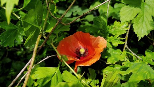 Close-up of orange flowering plant