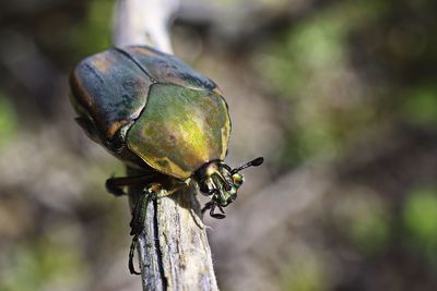 Close-up of insect on tree