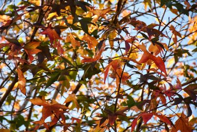 Low angle view of maple leaves on tree against sky