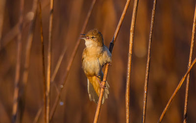 Close-up of bird perching on branch
