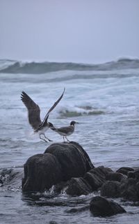 Bird by sea against sky