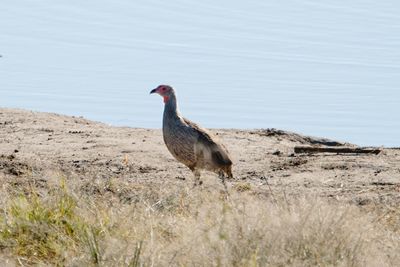 Swainson's spurfowl at waterhole in khaudum national park