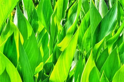 Full frame shot of green leaves