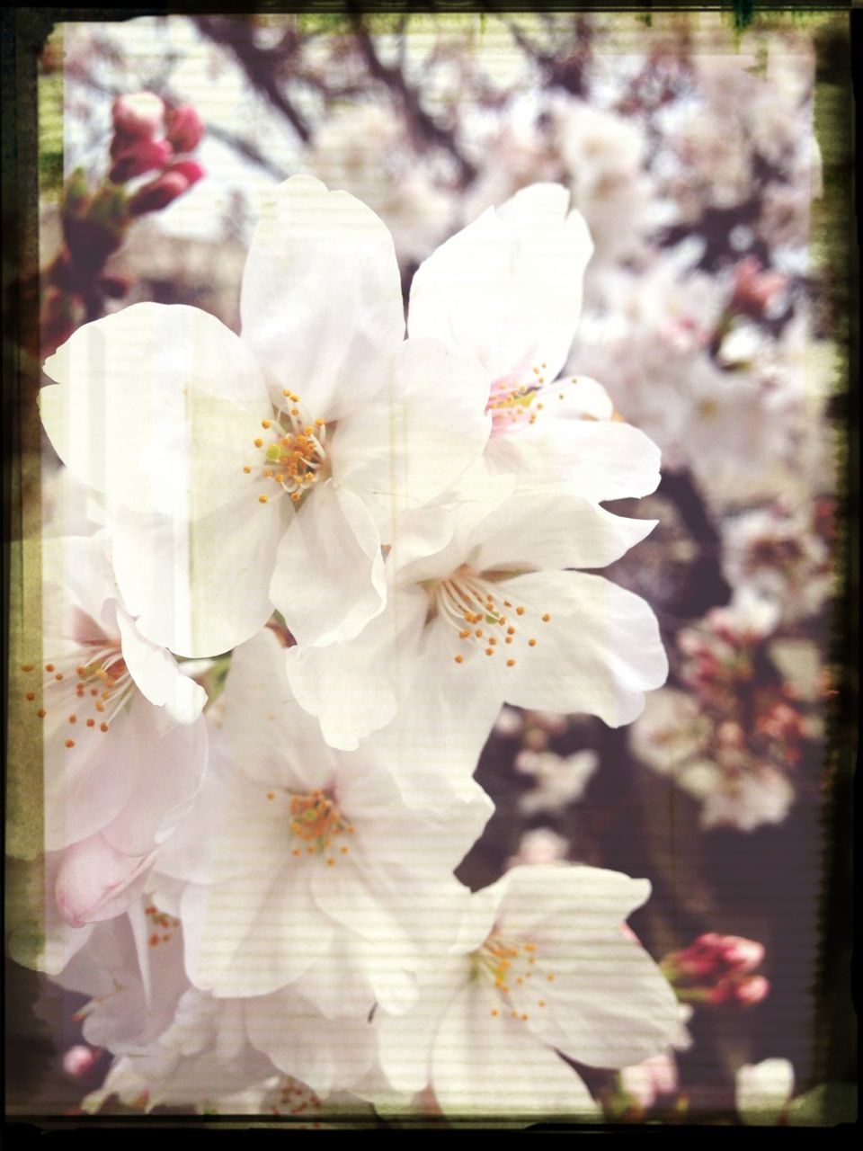 flower, transfer print, freshness, fragility, petal, growth, auto post production filter, beauty in nature, flower head, close-up, nature, focus on foreground, white color, blooming, stamen, blossom, in bloom, pollen, day, park - man made space