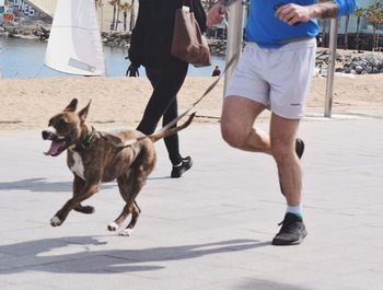 Low section of man walking with dog