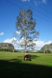 Horse in a field