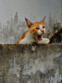 Close-up of a cat yawning