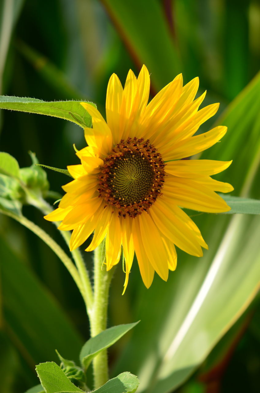 CLOSE-UP OF YELLOW FLOWERING PLANT