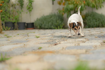 Portrait of dog walking