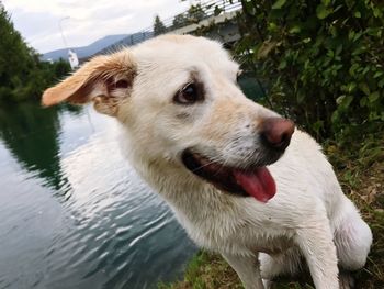 Close-up of dog on tree